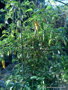 Criolla Sella Chile Pepper Plant